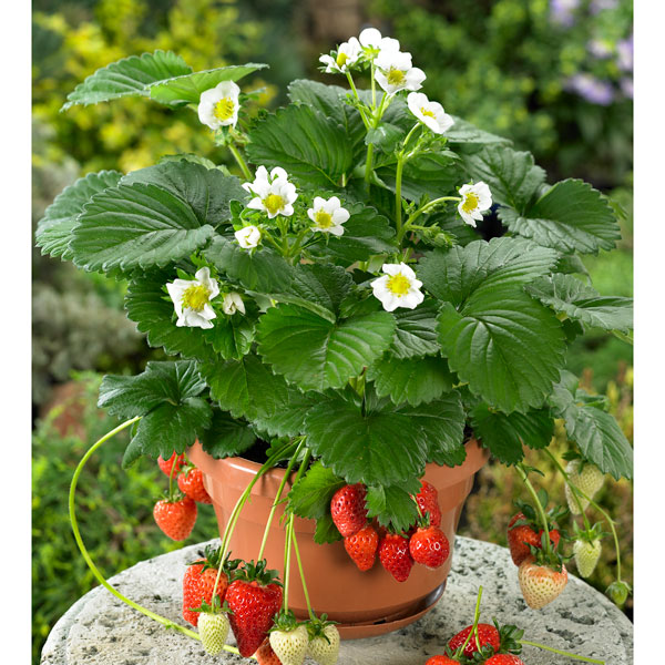 楽天市場】四季なりイチゴ ( いちご ) ホワイト 3号（直径9cm