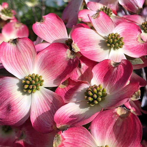 楽天市場】ハナミズキ 『 アップルブロッサム 』 5号鉢植え : 花と緑の