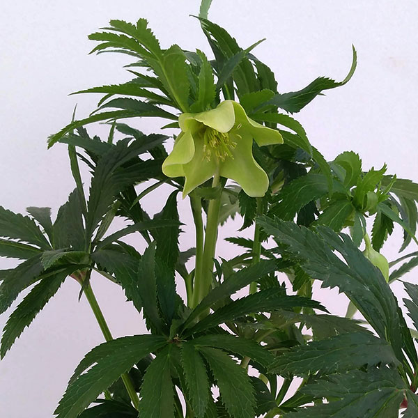 楽天市場】原種クリスマスローズ苗 デュメトルム 実生苗 落葉性 9cm