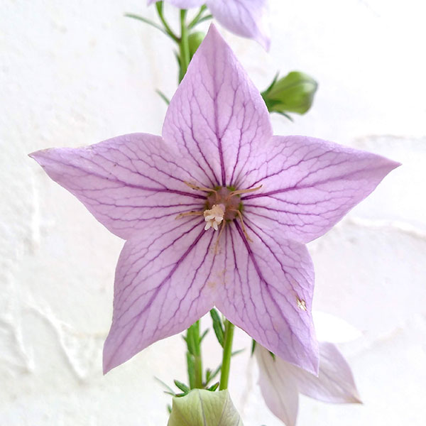 楽天市場】キキョウ 苗 小豆色 二重咲き 9cmポット 桔梗 切花 多年草