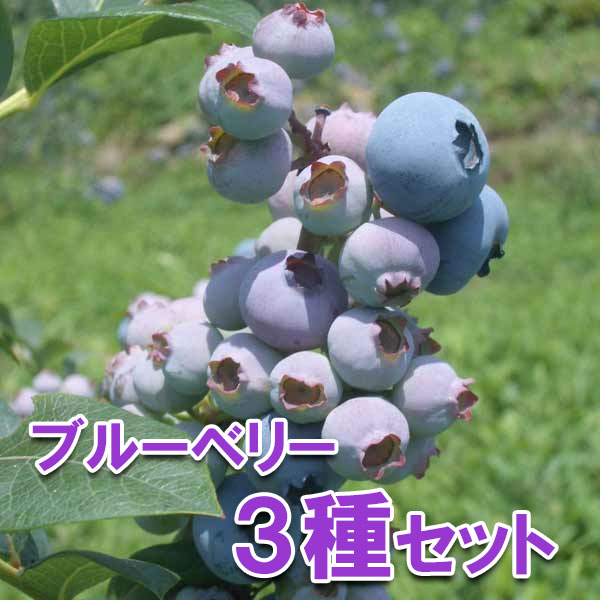 楽天市場】果樹の苗/ブルーベリー（大実ラビットアイ系