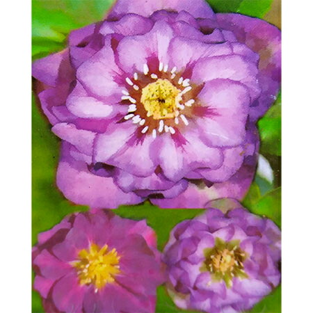 楽天市場】曽田園芸さんのクリスマスローズ：ダブルイエロー系3.5号