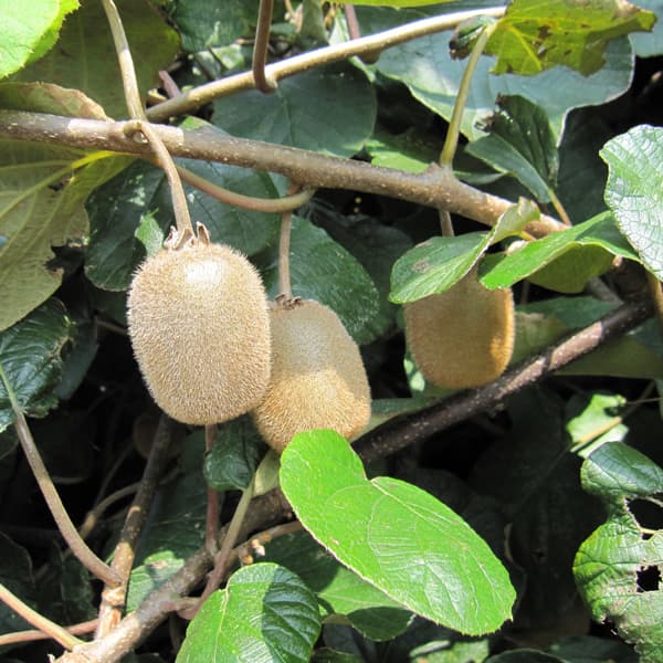 楽天市場】果樹の苗/キウイ（メス木）：ヘイワード4〜5号ポット : 園芸