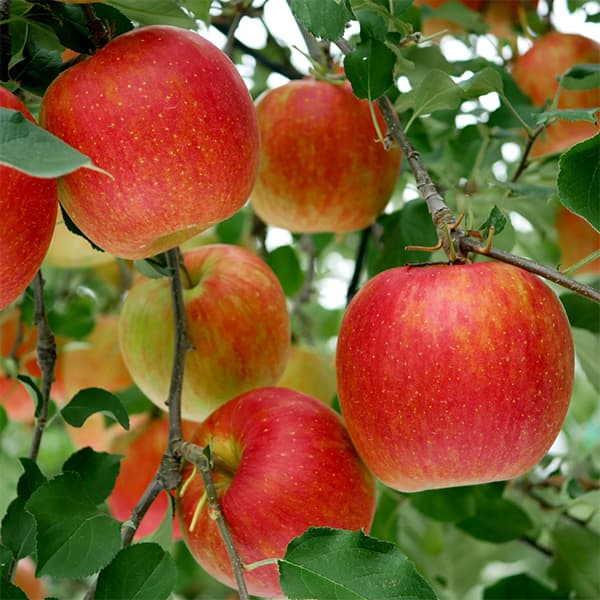 楽天市場】りんご『 ルビースイート 』15cmポット苗 【新品種