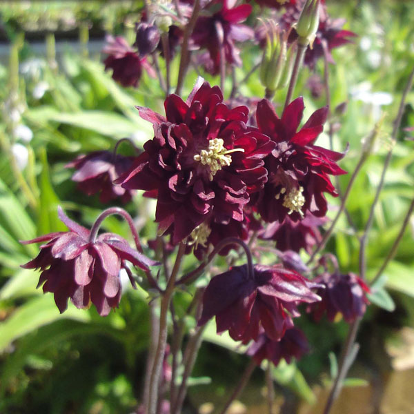 楽天市場】八重咲き西洋オダマキ ウィンキーダブルホワイト 3.5号苗