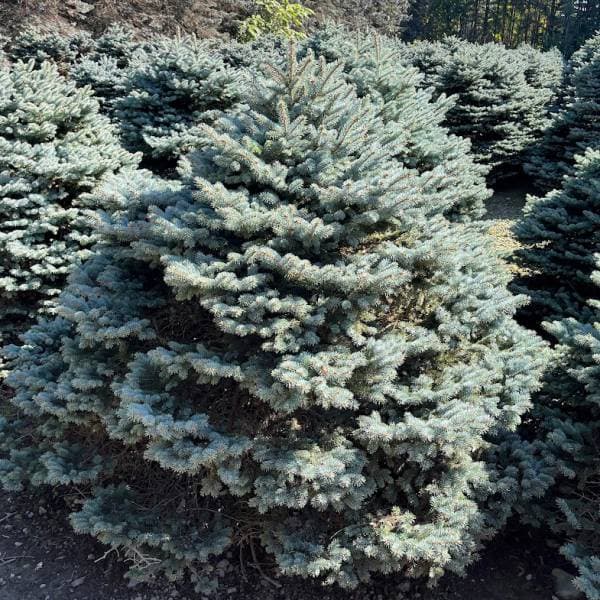 楽天市場】花木 庭木の苗/ピセアプンゲンス（プンゲンストウヒ