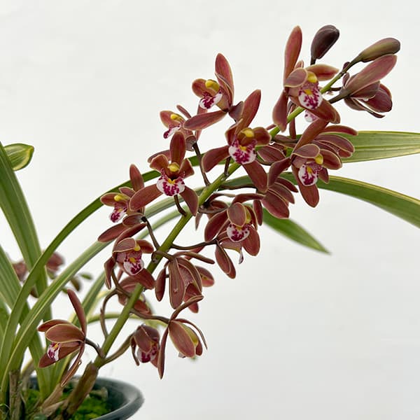 楽天市場】ニホンミツバチ誘引蘭 CYM ミスマフェット 4号サイズ