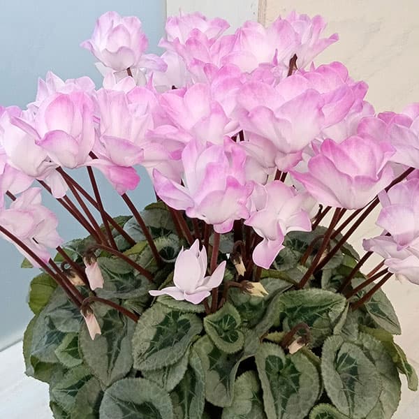 楽天市場】シクラメン☆フェアリーピコ・ダブル（5寸）ローズピンク