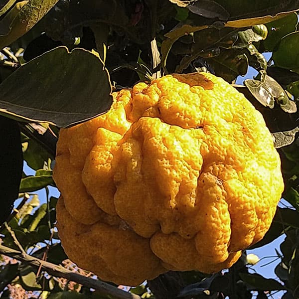 楽天市場】ゆず 苗 【獅子柚子 （シシユズ）】 3年生 接ぎ木 約1.0m