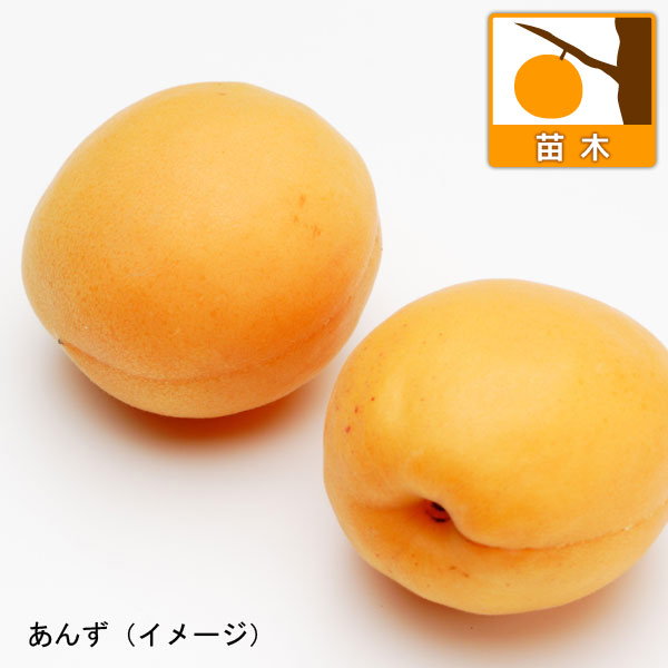 果樹の苗 アンズ