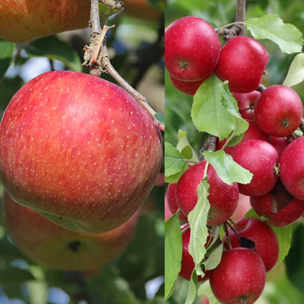 楽天市場】果樹の苗/リンゴ：アルプス乙女 4〜5号ポット : 園芸