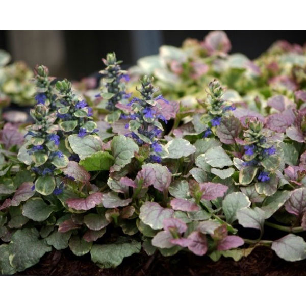 楽天市場】アジュガ シルバー 2.5号苗 : 千草園芸