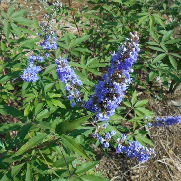 楽天市場】チャイナニンジンボク（人参木）ブルー ポット苗 : 千草園芸