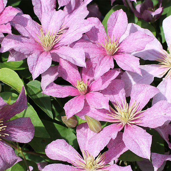 楽天市場】クレマチスの苗/クレマチス：フォーエバーフレンズ4号ポット