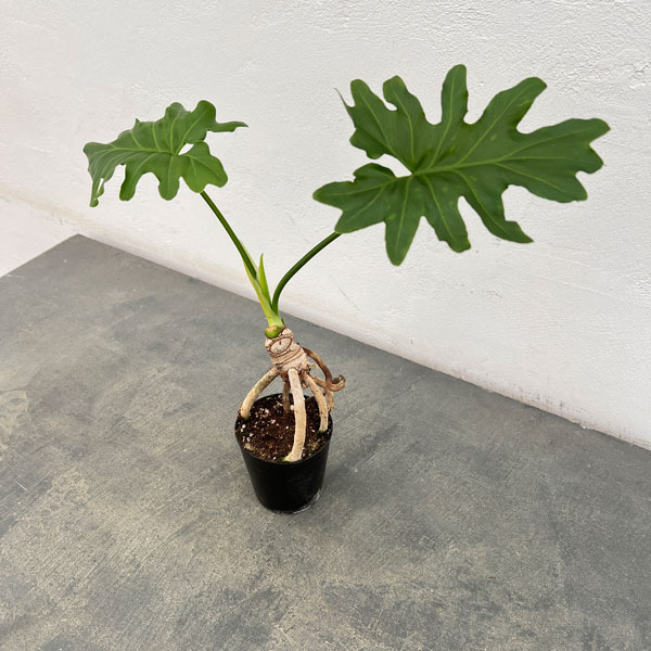 楽天市場】観葉植物/フィロデンドロン：セローム 3.5号 : 園芸ネット