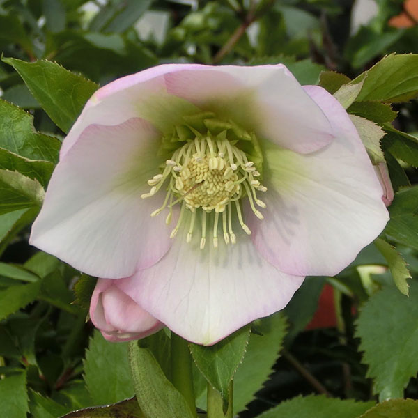 楽天市場】原種系クリスマスローズ ボッコネイ 芳香種 5.5号