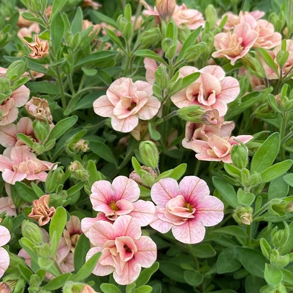 草花の苗/[送料無料]カリブラコア：アンティークNo.4　　3.5号ポット 12ポットセット 花・ガーデン・DIY-苗物-花の苗物