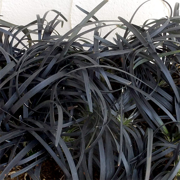 楽天市場】黒竜 5号ポット苗 : 苗木部 by 花ひろばオンライン