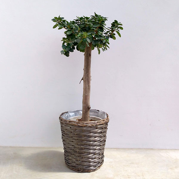 観葉植物/[送料無料][棚卸セール]パンダガジュマル 8号鉢植えウイローバスケット入り｜園芸ネット プラス