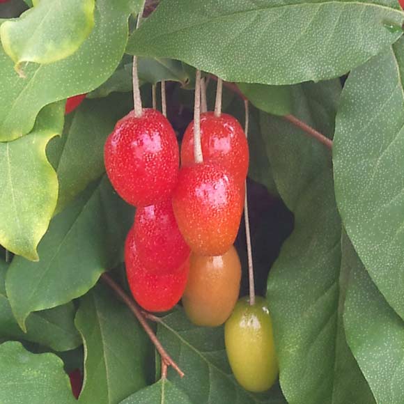 果樹の苗 グミ 高級 果樹の苗 グミ 高級