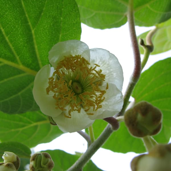 キウイ花粉（純花粉）約20g 2025年最新】キウイ花粉の人気アイテム - メルカリ