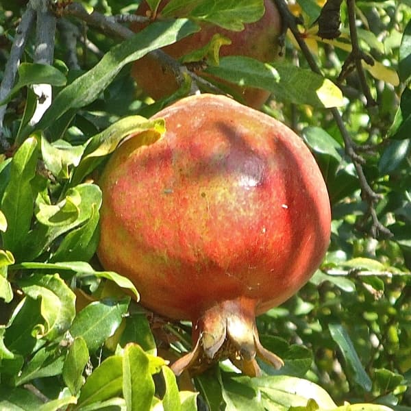 楽天市場】種なしザクロ 鉢植え 柘榴 美容 健康 果実 果樹 : 園芸