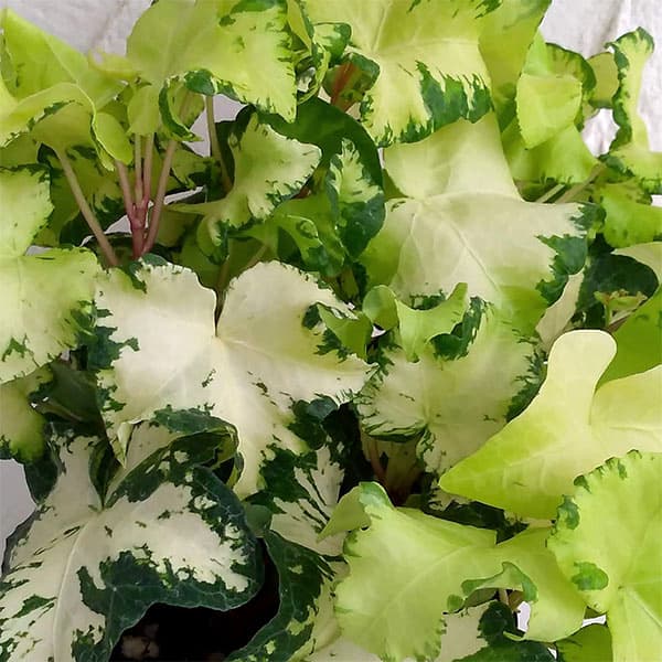 楽天市場】花木 庭木の苗/ツゲ：ウインタージェム玉仕立て7〜8号