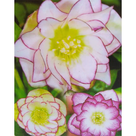 楽天市場】曽田園芸さんのクリスマスローズ：ダブルイエロー系3.5号