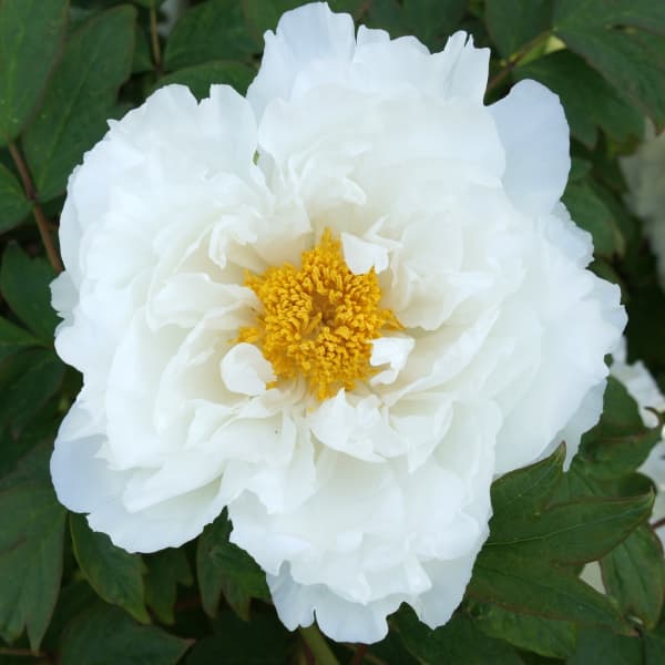 楽天市場】予約販売 寒牡丹 栗皮紅 6号鉢 開花予定株 3年生特上株 カン