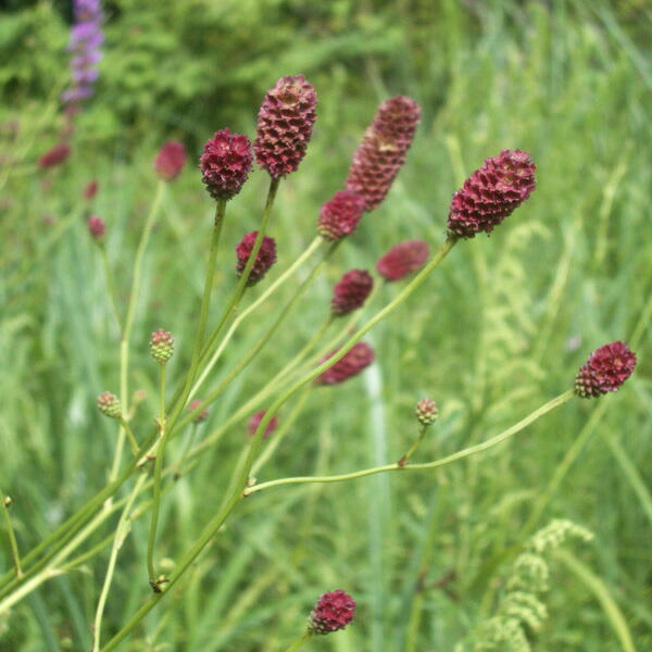楽天市場】【ワレモコウ属】われもこう（吾亦紅）3号ポット : 産直花だん屋