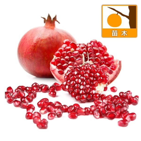 柘榴 楽天市場】柘榴（ざくろ） 中華石榴王(チュウカザクロオウ) 苗木 5号