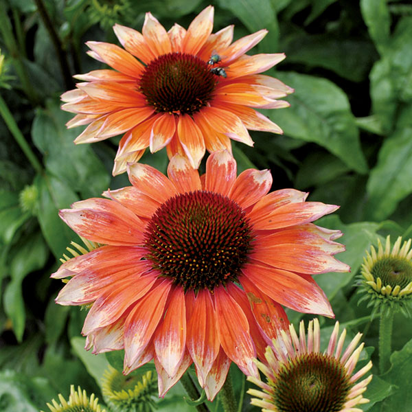 草花の苗 エキナセア 一重バイカラー咲き 5 Off