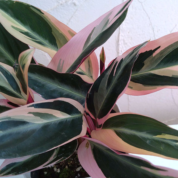 楽天市場 観葉植物 センペルビウム ブラックボーイ6 5cmポット 園芸ネット プラス