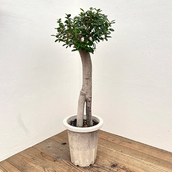 【現品】葉が小さいタイプ　子パンダガジュマル　コパンダガジュマル　12号　G4番 楽天市場】【現品・現物】葉が小さいタイプ 子パンダガジュマル