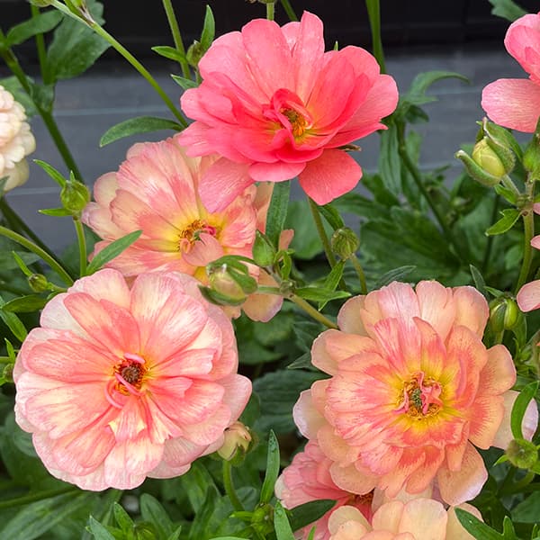 楽天市場】ラナンキュラス ラックス ティーバ 苗 4号ポット 耐寒性