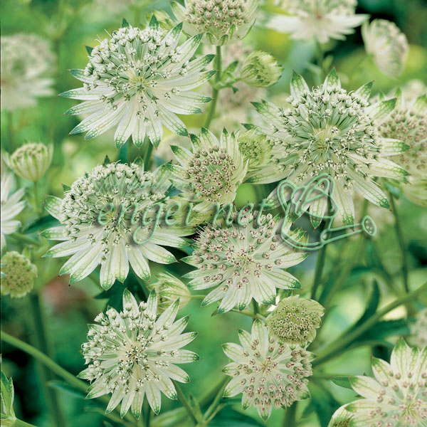 楽天市場】アストランティア 【ローマ】 3号ポット苗 : 苗木部 by 花