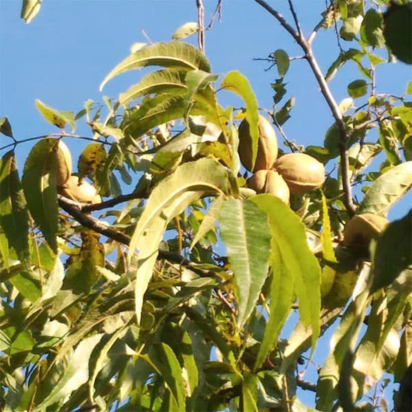 楽天市場】[楽天市場店限定価格] ◇グリGO!ガーデニング応援祭