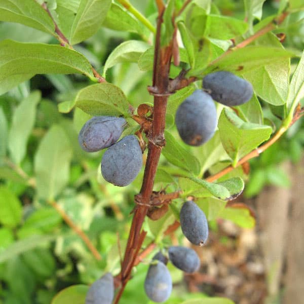 楽天市場】[楽天市場店限定価格] ◇グリGO!ガーデニング応援祭