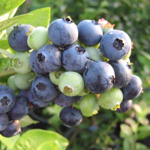 果樹の苗 ブルーベリー ラビットアイ系 メンデイト5号ポット 新品同様 ラビットアイ系