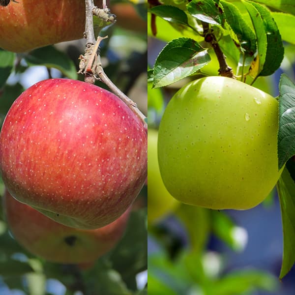 山葡萄苗木　大小セット　りんご小苗セット 山葡萄苗木 大小セット りんご小苗セット 山葡萄苗木 大小セット