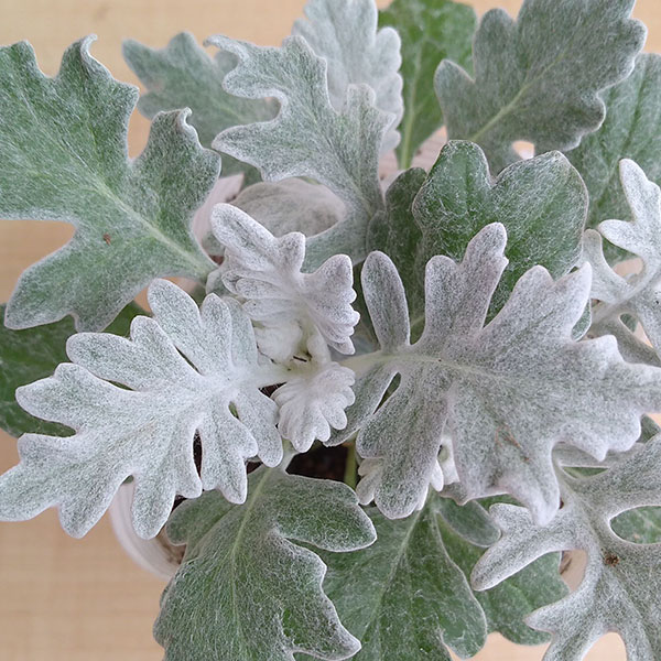 顕花植物の苗/[貨物輸送無料]ダスティミラー（シロタエギク）3-3.5号ポット 24株書き割り