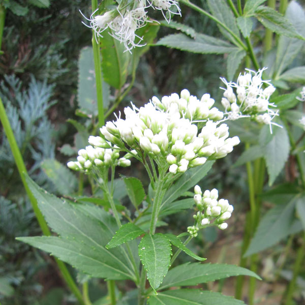 予約　専用　フジバカマ　５５０苗　白　赤 予約 専用 フジバカマ 550苗 白 赤