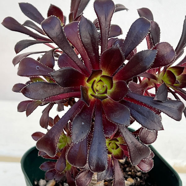 楽天市場】観葉植物：アエオニウム 韶華錦*5号 ショウカニシキ : 遊恵