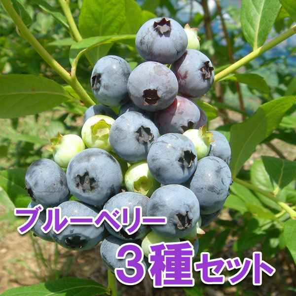 楽天市場】果樹の苗/ブルーベリー（大実ハイブッシュ系）：5号