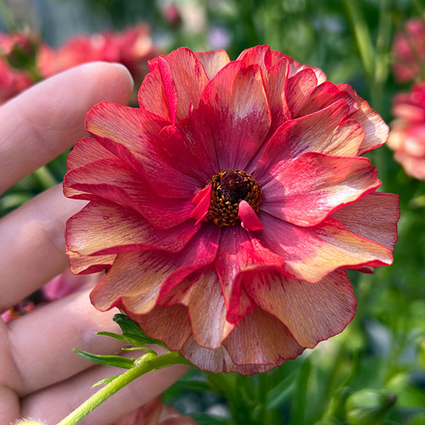 楽天市場】ラナンキュラス ラックス おまかせ4鉢セット 4.5号鉢 今期