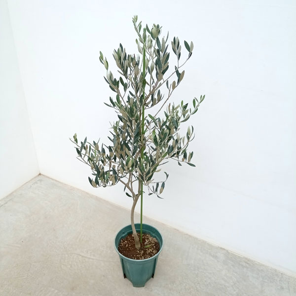 楽天市場】花木 庭木の苗/オリーブ：カロレア 8号鉢植え : 園芸ネット