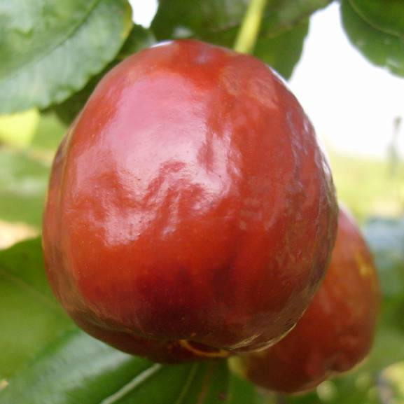 楽天市場】なつめ 苗木 【超大実 皇帝ナツメ】 3年生 約1.3m 大苗 棗