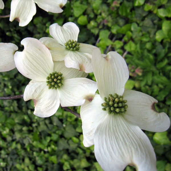 楽天市場】ハナミズキ 『 アップルブロッサム 』 5号鉢植え : 花と緑の