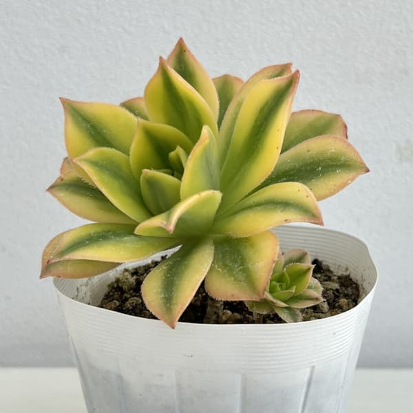 楽天市場】観葉植物：アエオニウム メデューサ錦*5号 メデューサ