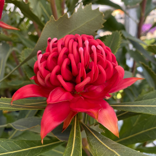 花木 庭木の苗/テロ有りの実（テロピア）：スペシオシッシマ6号鉢植え